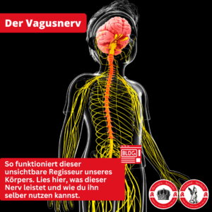 Der Vagusnerv – Der heimliche Regisseur Ihres Nervensystems